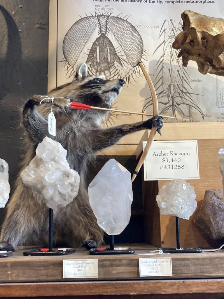 An Archer Raccoon.
