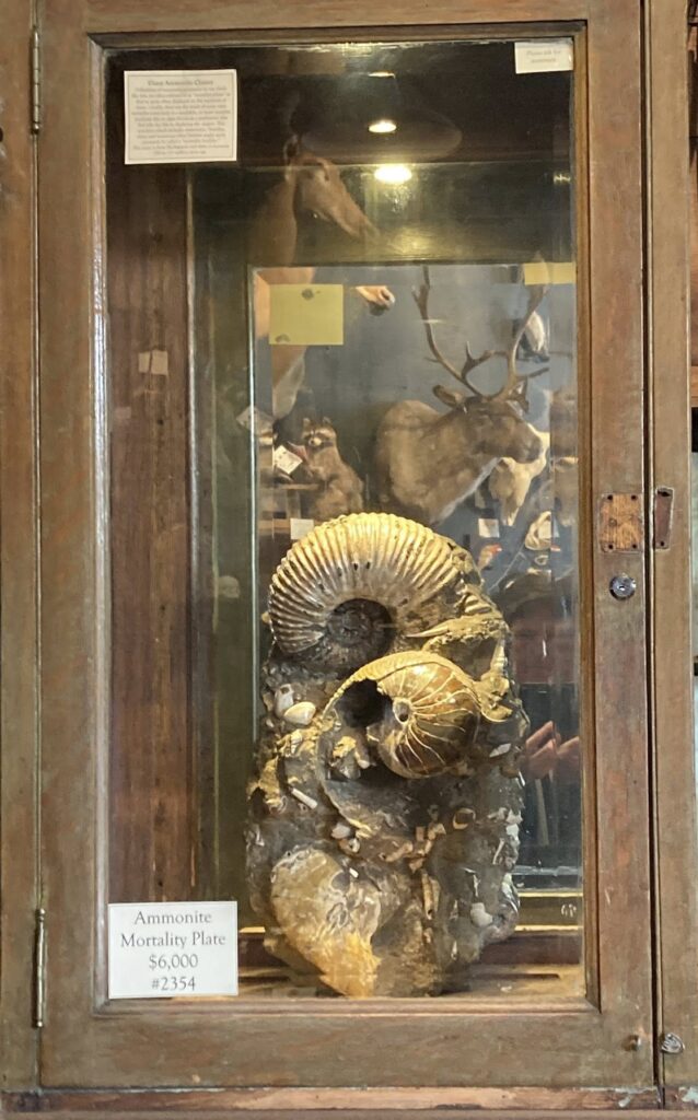 Fossilized critters.
