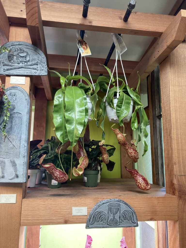 Pitcher plants waiting for dinner.